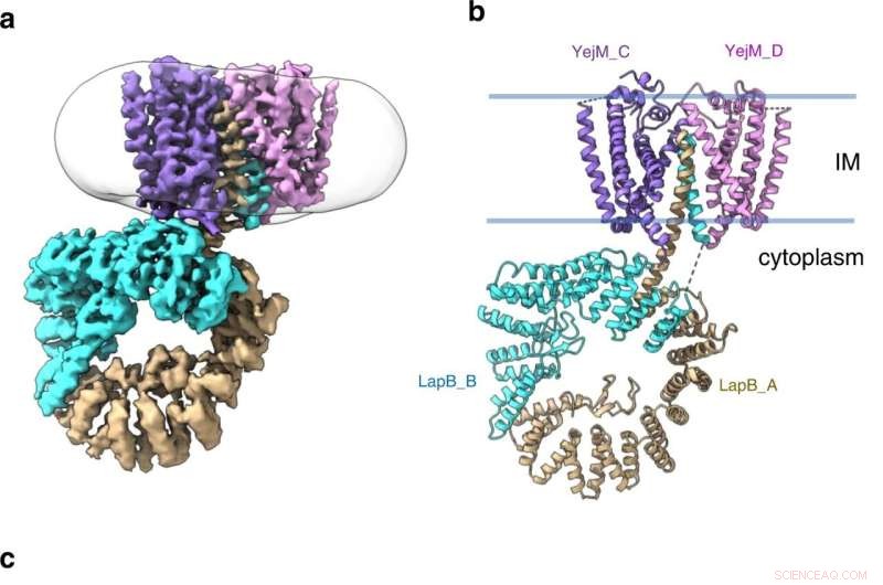 CryoEM Structure Unveils YejM/LapB Complex as Key Target for Overcoming Bacterial Protective Barriers