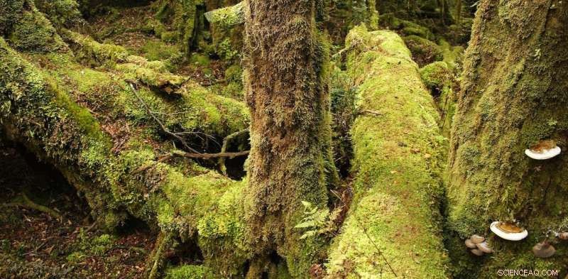 Southern Conifers: Exploring Ancient, Mysterious Trees of the Southern Hemisphere