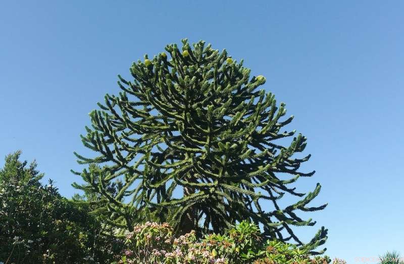 Southern Conifers: Exploring Ancient, Mysterious Trees of the Southern Hemisphere