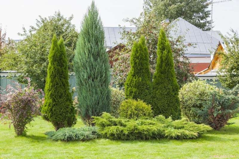 Southern Conifers: Exploring Ancient, Mysterious Trees of the Southern Hemisphere