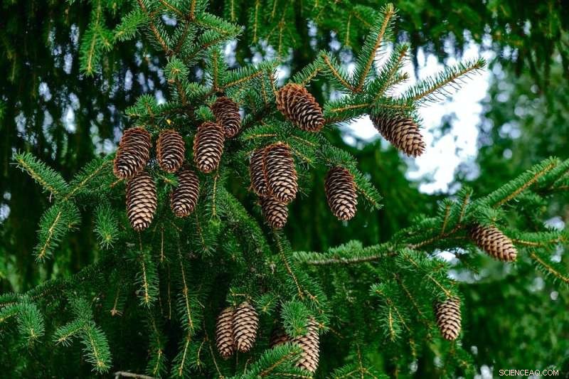 Southern Conifers: Exploring Ancient, Mysterious Trees of the Southern Hemisphere