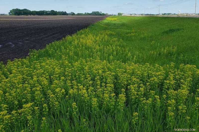 Tracking Invasive Plants from Space: Saving Economies and Ecosystems