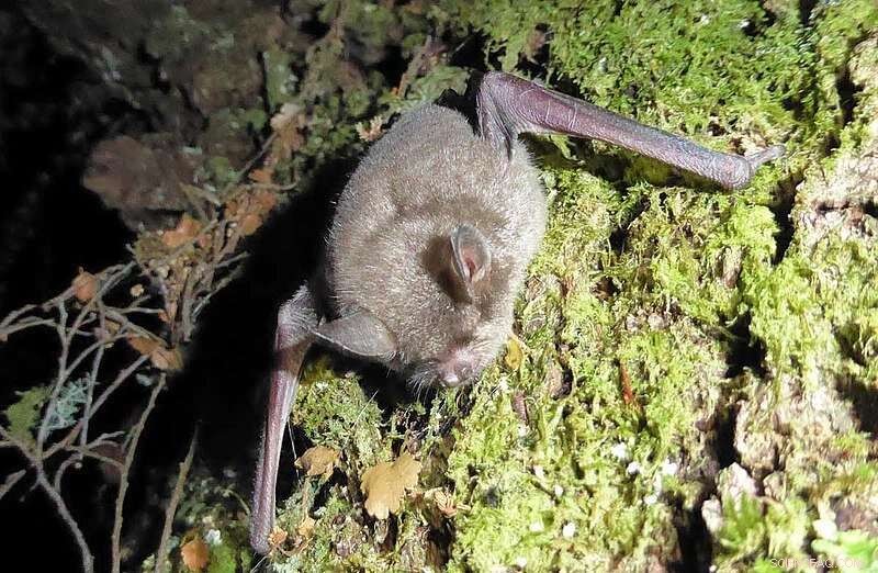 Department of Conservation Study Confirms Cat Predation on New Zealand s Critically Endangered Bats