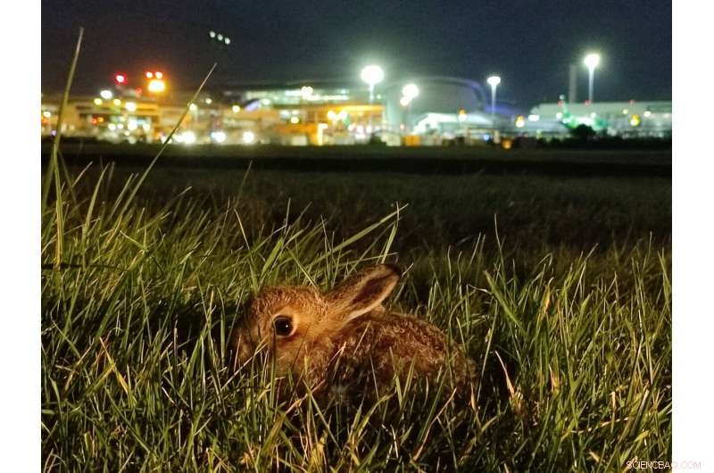University College Cork Study Reveals Peak Risk Times for Hares on Dublin Airport Runways