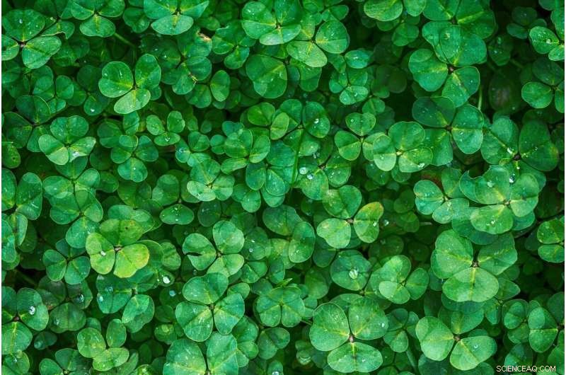 Comprehensive Genome Analysis and Database of Plant Heat Shock Transcription Factors for Stress Resistance