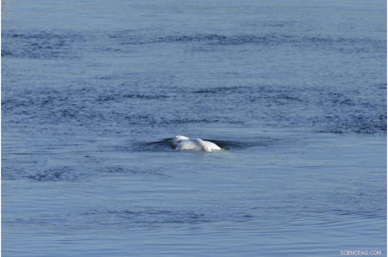 Beluga Whale Strayed into Seine River Euthanized During Rescue Operation
