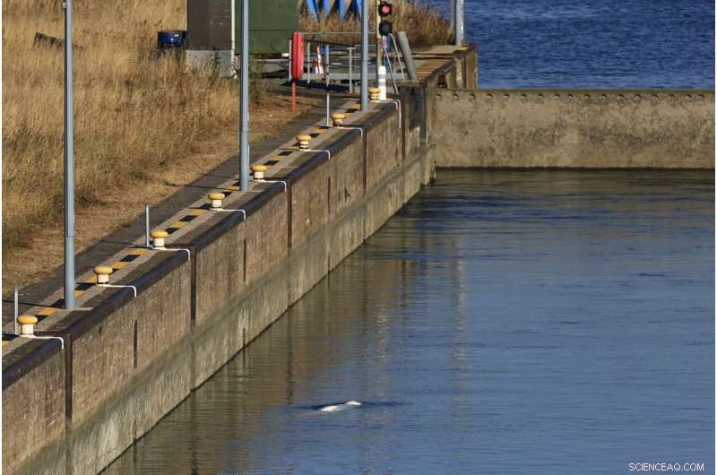 Beluga Whale Strayed into Seine River Euthanized During Rescue Operation