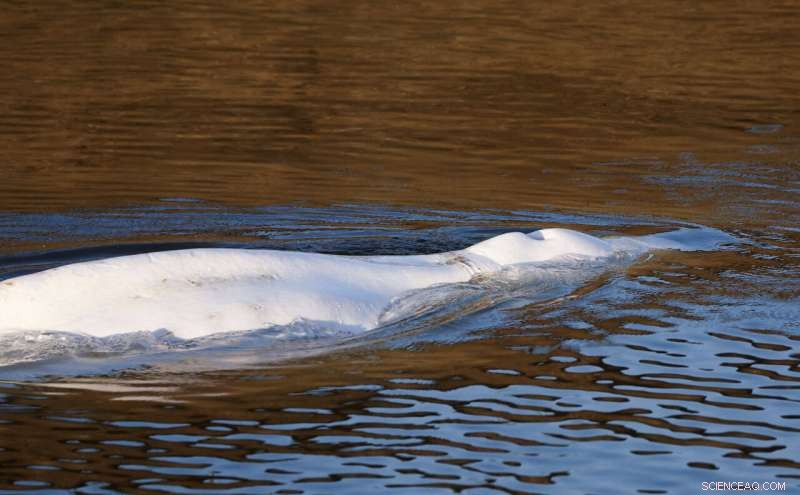 Beluga Whale Strayed into Seine River Euthanized During Rescue Operation