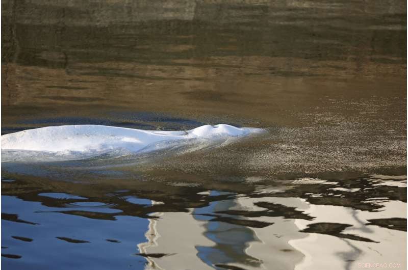 Beluga Whale Strayed into Seine River Euthanized During Rescue Operation