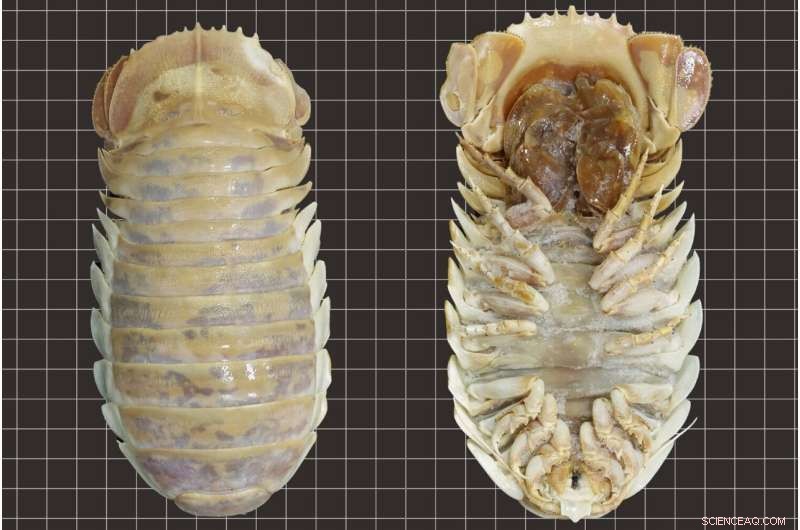 New Giant Deep-Sea Isopod Species Bathynomus yucatanensis Discovered in Gulf of Mexico