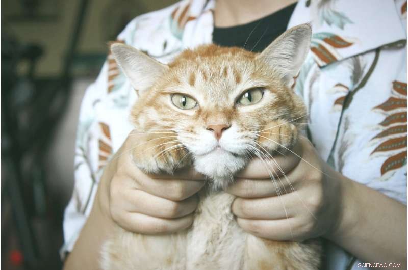 Study Finds Veteran Cat Owners May Stress Pets with Misguided Affection