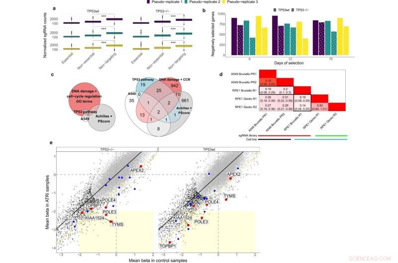 Study Reveals CRISPR/Cas9 Gene Editing Can Induce Cell Toxicity and Genome Instability
