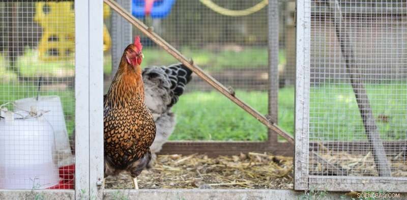Australian Study: Backyard Chicken Eggs Contain 40 Times More Lead Than Commercial Eggs