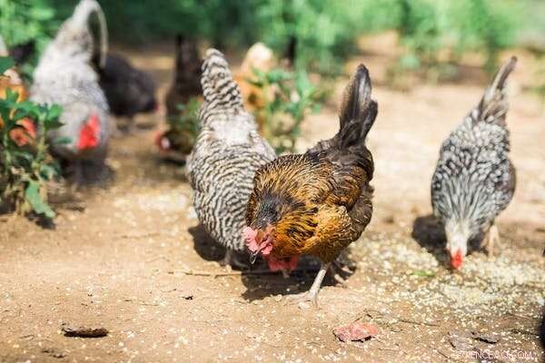 Australian Study: Backyard Chicken Eggs Contain 40 Times More Lead Than Commercial Eggs