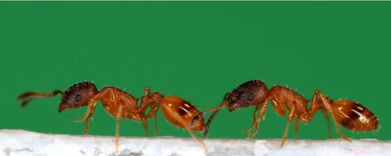 Robotic Ant Mimicry Uncovers How Ants Teach Nest Locations
