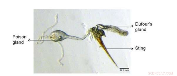 Robotic Ant Mimicry Uncovers How Ants Teach Nest Locations