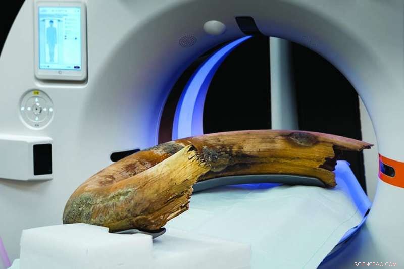 First Complete CT Scan of Woolly Mammoth Tusk Published in Radiology