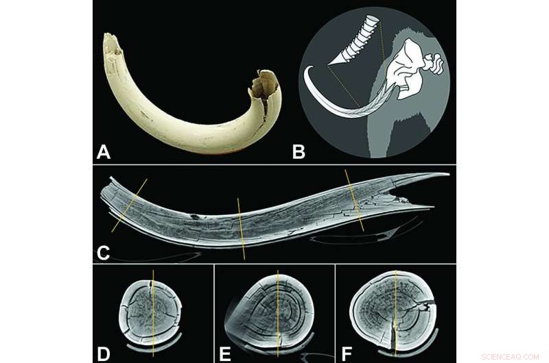 First Complete CT Scan of Woolly Mammoth Tusk Published in Radiology
