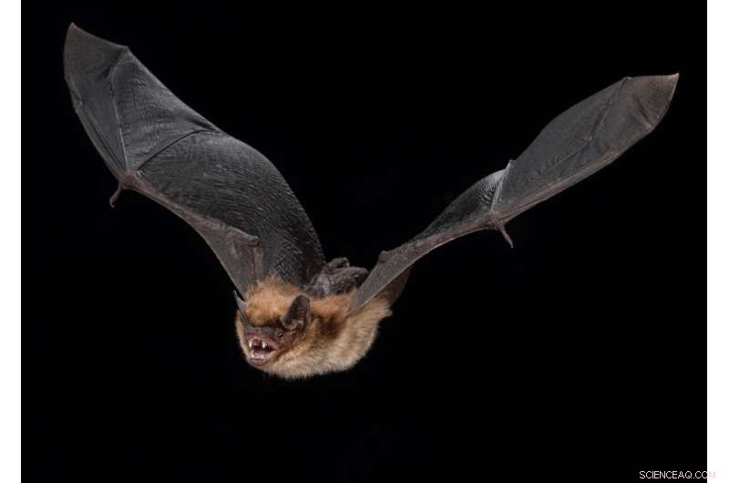 Study Reveals Hibernation Slows Biological Aging in Bats, Extending Lifespan