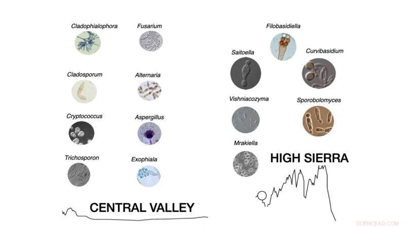 Drought Intensifies Toxic Microbe Dust Deposition in Sierra Nevada Mountains