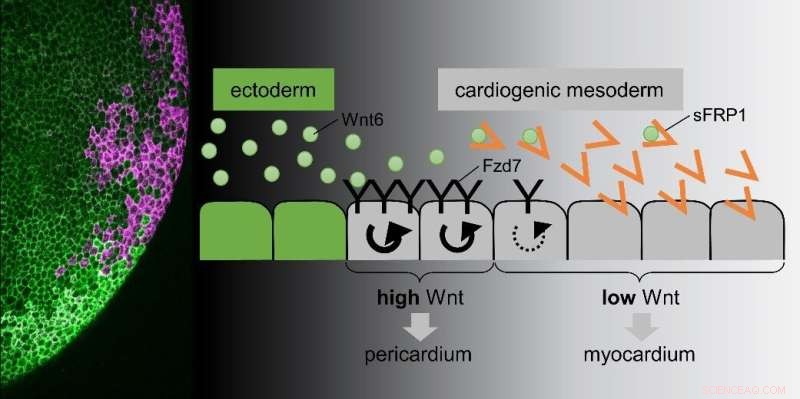 How Morphogens Control Tissue Patterning in Heart Development: Wnt Signaling Mechanisms