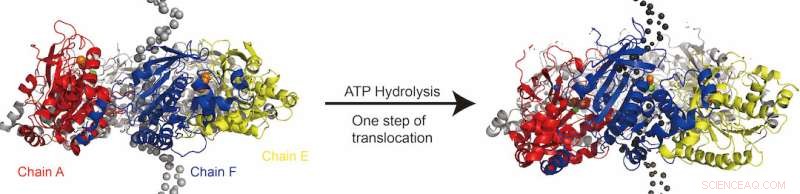 Rice University Scientists Model Helicase Protein Dynamics in DNA Replication