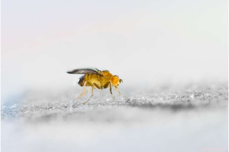 Research Reveals Aging Reduces Sex Differences in Fruit Fly Brains