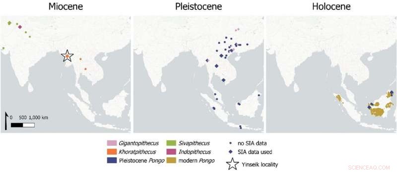 Orangutans and Extinct Ancestors: Shared Dependence on Intact Rainforests