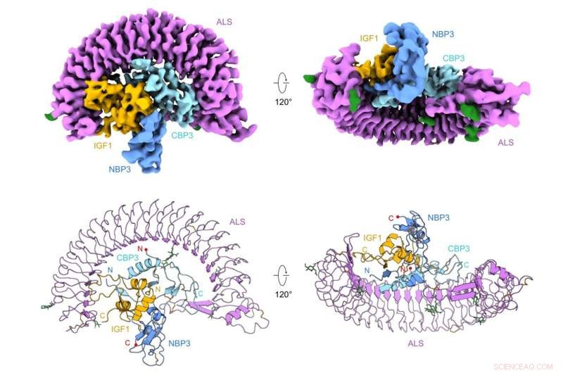 Cryo-EM Structure of Human IGF1/IGFBP3/ALS Ternary Complex Revealed