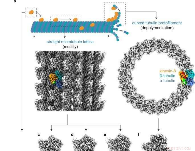 Cryo-EM Structures Reveal CaKip3 Motor Protein s Mechanisms in Microtubule Regulation and Cellular Morphology