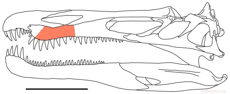 Spinosaurids  Rapid Tooth Replacement Explains Fossil Abundance in Cretaceous Sites