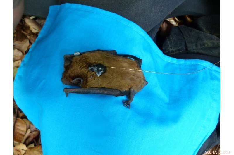 Research Shows Bats Communicate to Boost Social Foraging Efficiency