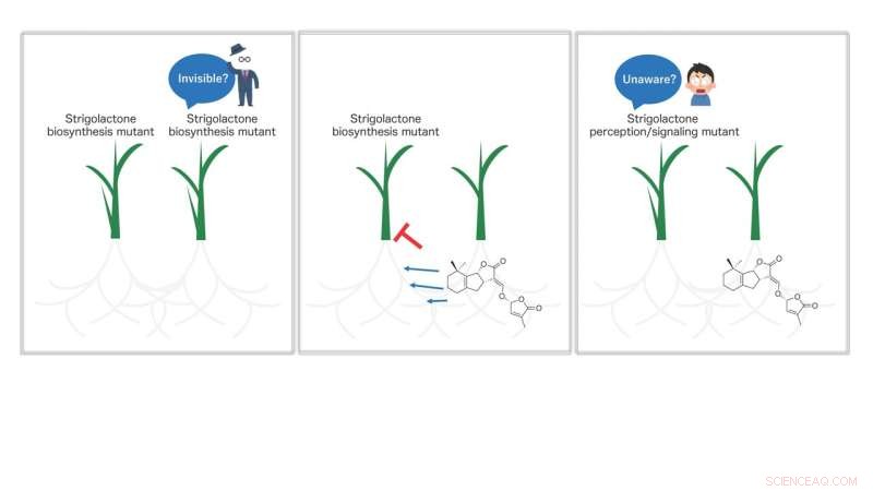 Strigolactones: Molecular Drivers of Underground Plant Communication