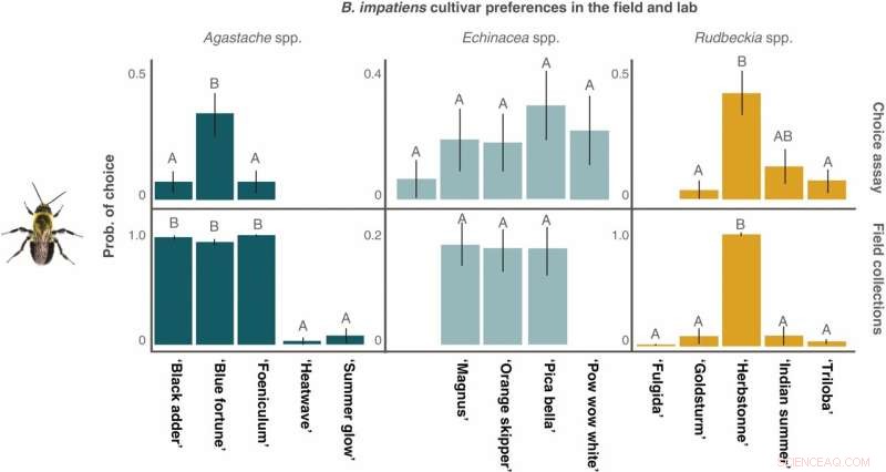 Top Performing Ornamental Plants for Pollinators: Cultivar Selection Strategies