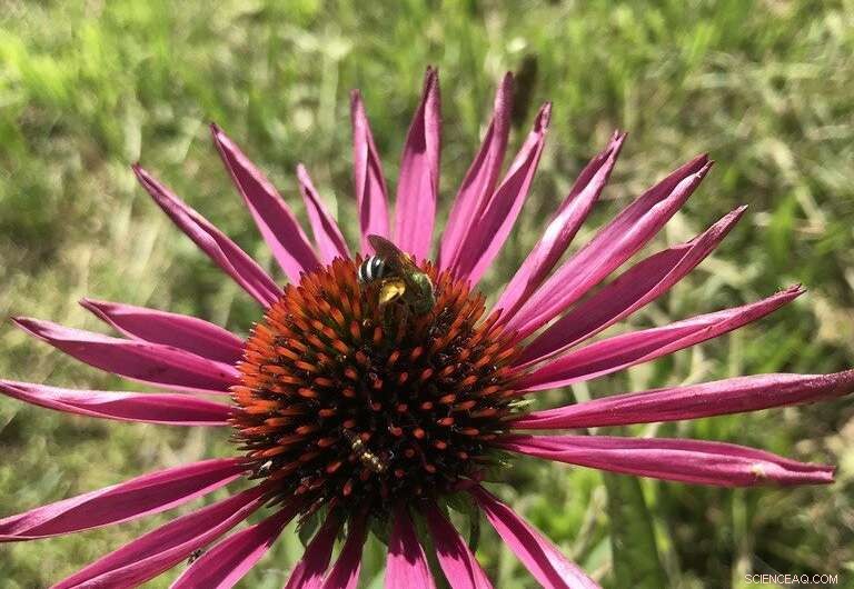 Top Performing Ornamental Plants for Pollinators: Cultivar Selection Strategies