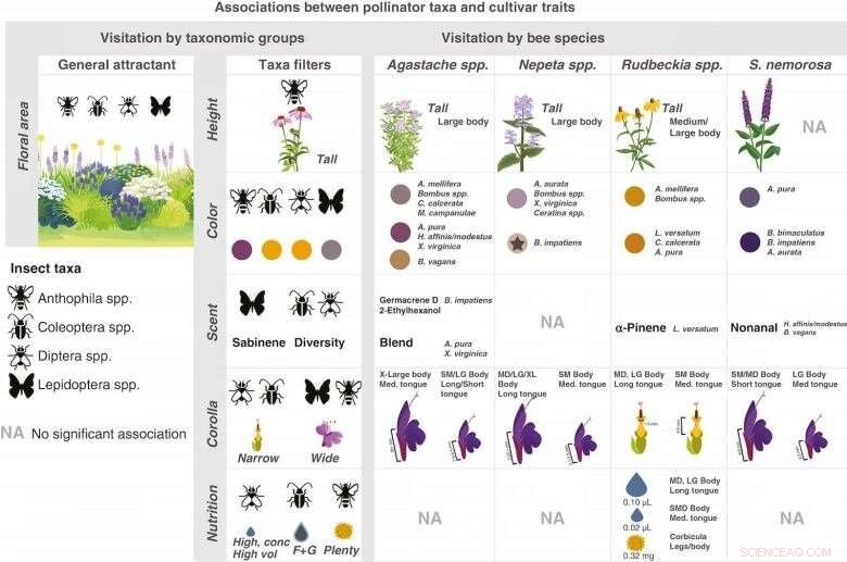 Top Performing Ornamental Plants for Pollinators: Cultivar Selection Strategies