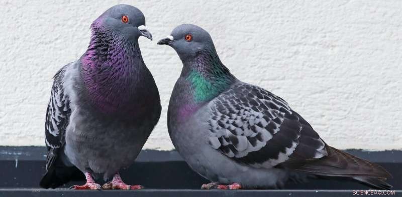 Why Pigeons Deserve Respect: Challenging Urban Wildlife Misconceptions