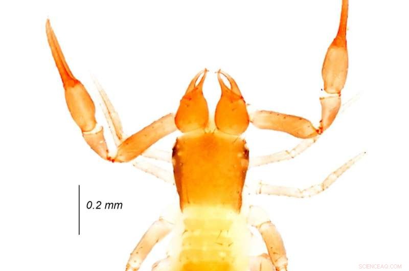 Uncovering the Evolutionary Origins of Pseudoscorpions in the Western Ghats, India