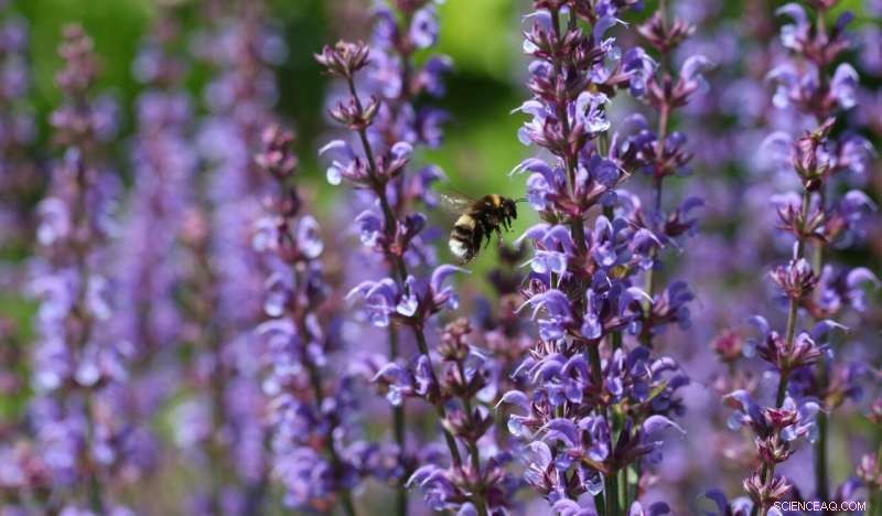 University of Sussex Online Database: Your Guide to Pollinator-Friendly Planting