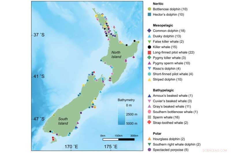 Stable Isotope Analysis Uncovers Coexistence Strategies in New Zealand s Toothed Whales and Dolphins