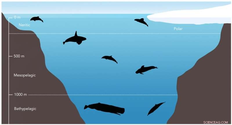 Stable Isotope Analysis Uncovers Coexistence Strategies in New Zealand s Toothed Whales and Dolphins