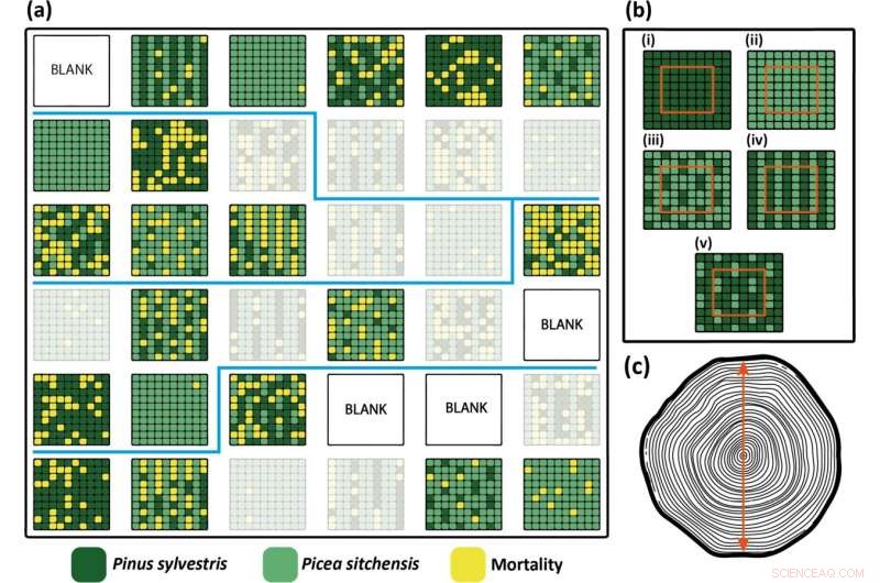 New Research Reveals Drought Resilience Strategies in Monoculture and Mixed-Species Forests