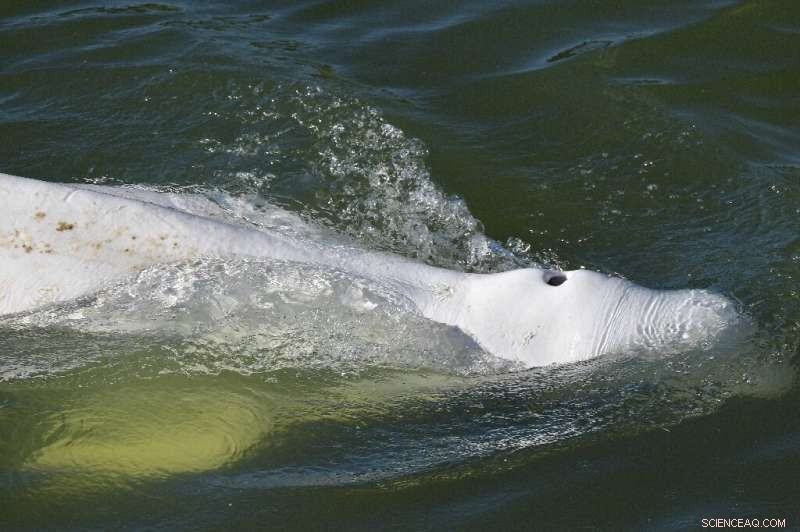 France Mobilizes High-Risk Rescue for Endangered Beluga Whale Stranded in Seine River