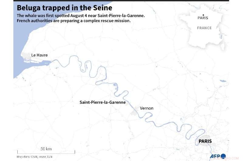 France Mobilizes High-Risk Rescue for Endangered Beluga Whale Stranded in Seine River