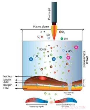How Cold Atmospheric Plasma Modifies Stem Cell Adhesion via Van der Waals Forces