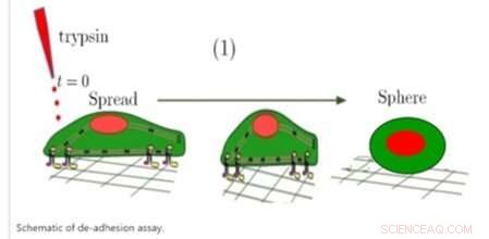 How Cold Atmospheric Plasma Modifies Stem Cell Adhesion via Van der Waals Forces