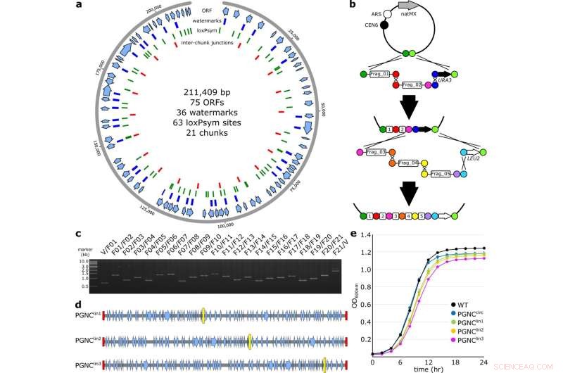 Synthetic Yeast Chromosome Breakthrough: Transforming Industrial Biotechnology