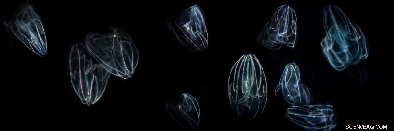 Decoding Neuron Origins: How Comb Jellies Illuminate Nervous System Evolution
