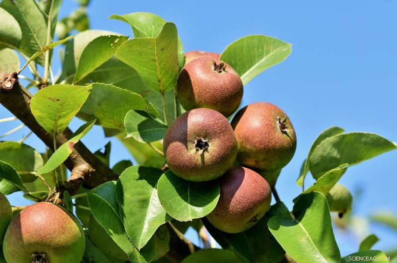 Apple Trees  Natural Virus Defense Mirrors Genetic Modification Pathways, Study Reveals