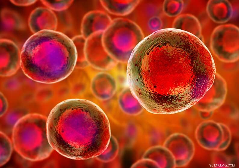 Scientists Identify Blood Vessel Cells as Source of Blood Stem Cells in Mammals